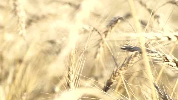 Orejas de trigo amarillo dorado en el campo agrícola cultivado — Vídeo de stock