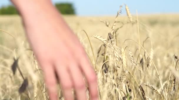 Kadınlar gün batımında buğday kulaklarına dokunur. — Stok video