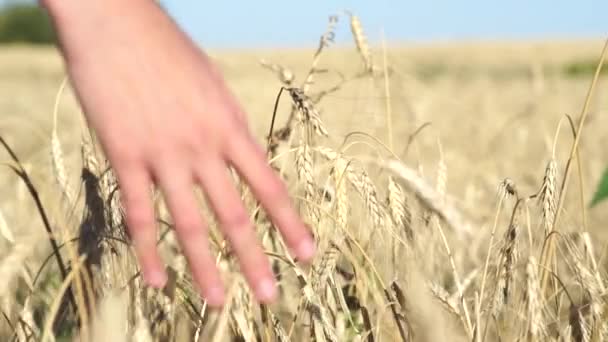 Femmes main toucher épis de blé au coucher du soleil — Video