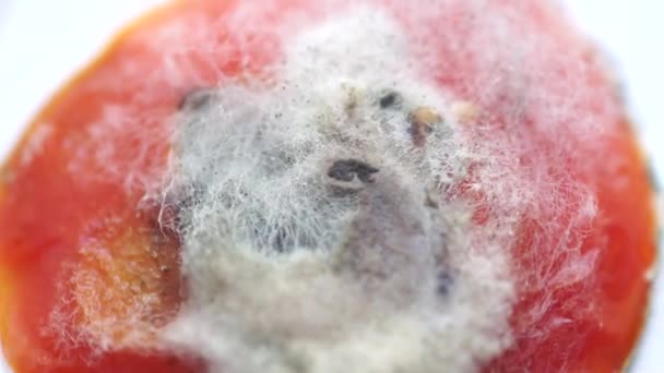 Pemandangan tumbuh jamur di permukaan tomat busuk.. — Stok Video