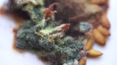 Karpuz tanelerinde ve posasında büyüyen beyaz küf.