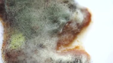 Küf ve mantarla kaplanmış çürük kayısı.