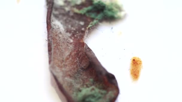 梅片摇曳着霉菌和蘑菇 — 图库视频影像