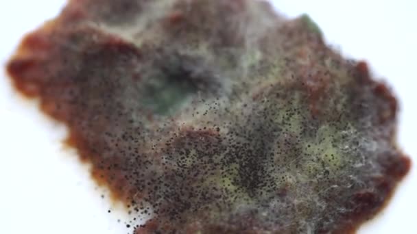 Plommonbitar fladdrade med mögel och svamp — Stockvideo