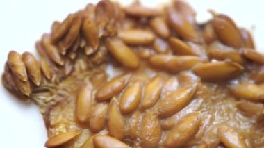 Karpuz tanelerinde ve posasında büyüyen beyaz küf.