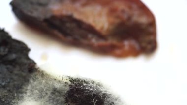 Erikli parçalar küf ve mantarla dalgalanıyordu.