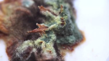 Karpuz tanelerinde ve posasında büyüyen beyaz küf.