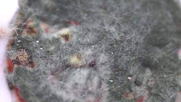 Utsyn til dyrking av mugg på overflaten av en råtten tomat. – stockvideo