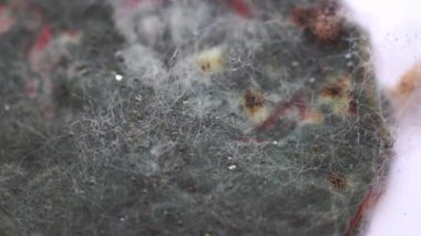 Yeşil-sarı küf ve lifli domates. 