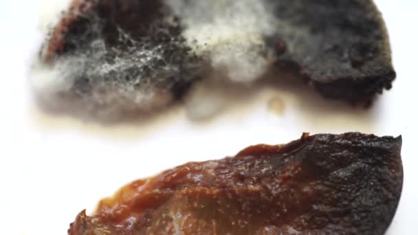 Pezzi di prugna svolazzavano con muffa e funghi — Video Stock