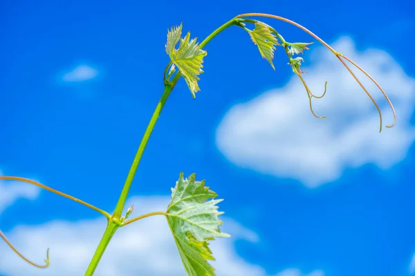 Mavi gökyüzüne ve bulutlara karşı yeşil sarmaşık