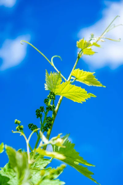 Mavi gökyüzüne ve bulutlara karşı yeşil sarmaşık