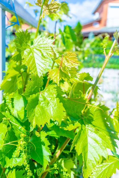 Mavi gökyüzüne ve bulutlara karşı yeşil sarmaşık