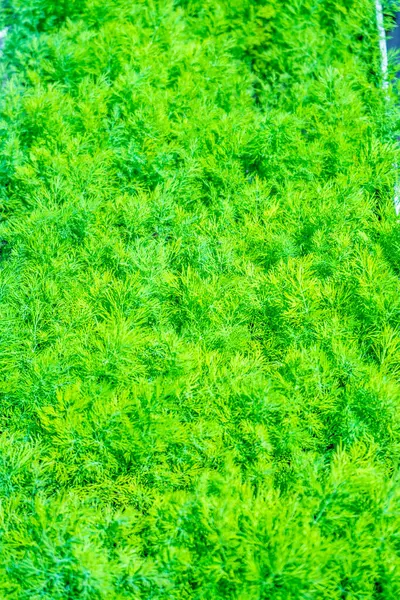 Yatakta Taze Yeşil Dill Büyüyor