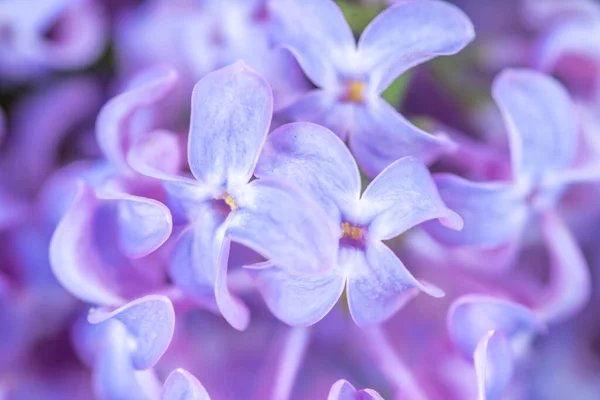 Mazzo di fiori lilla viola primo piano — Foto Stock