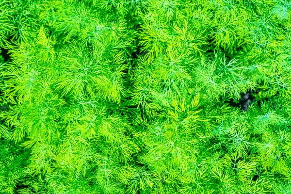 Fresh Green Dill Growing On Bed — Stock Photo, Image