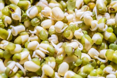 Kavanozda filizler ya da fasulye tohumları, yakın çekim..