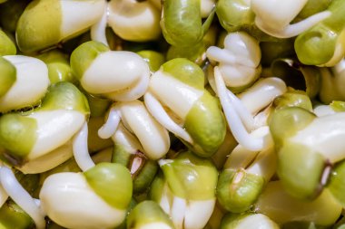 Kavanozda filizler ya da fasulye tohumları, yakın çekim..