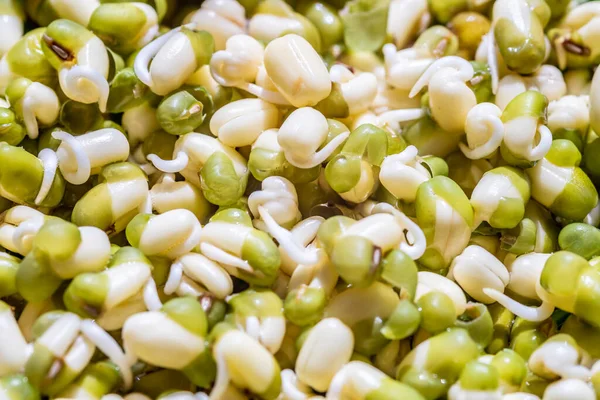 Kavanozda filizler ya da fasulye tohumları, yakın çekim..