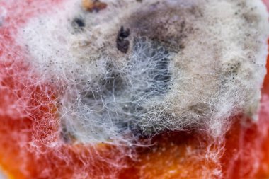 Yeşil-sarı küf ve lifli domates. 