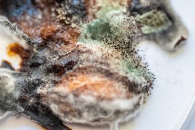 Erikli parçalar küf ve mantarla dalgalanıyordu.