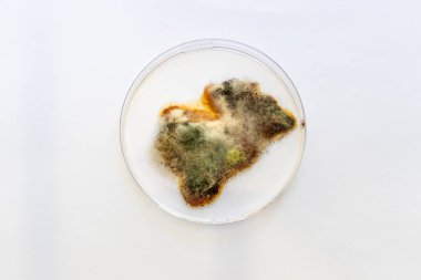 Karpuz tanelerinde ve posasında büyüyen beyaz küf.