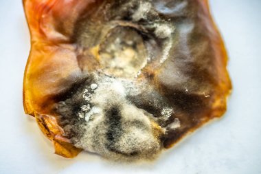 Çürümüş bir domatesin yüzeyinde küflenme görüntüsü.