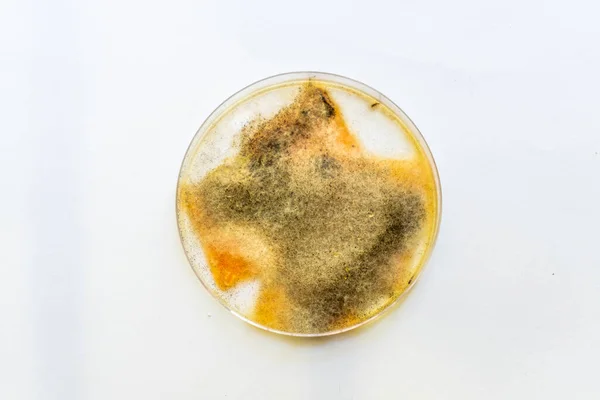 A piece of food covered with mold and pathogenic fungi rotates close-up