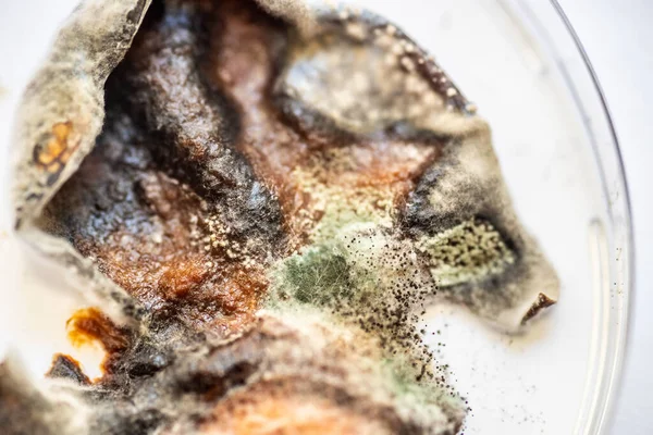 Erikli parçalar küf ve mantarla dalgalanıyordu.