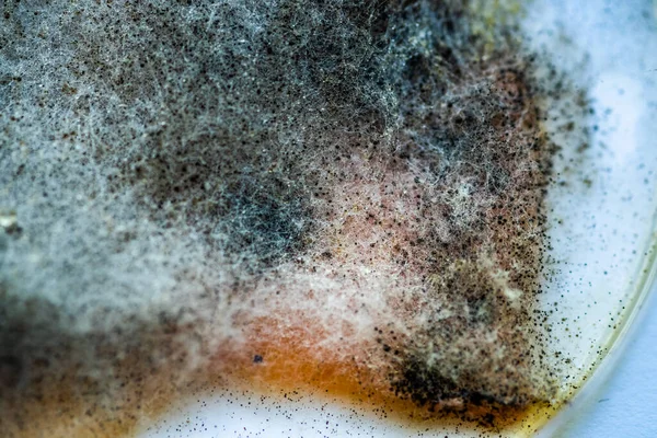 A piece of food covered with mold and pathogenic fungi rotates close-up