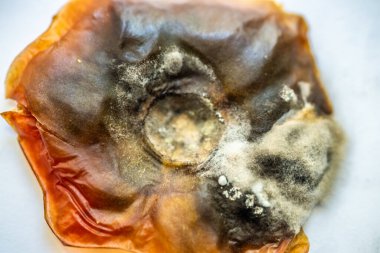 Çürümüş bir domatesin yüzeyinde küflenme görüntüsü.