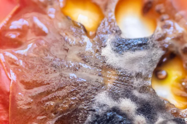 Çürümüş bir domatesin yüzeyinde küflenme görüntüsü.