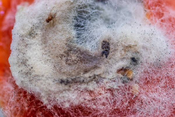 tomato covered with green-yellow mould and filamentous 