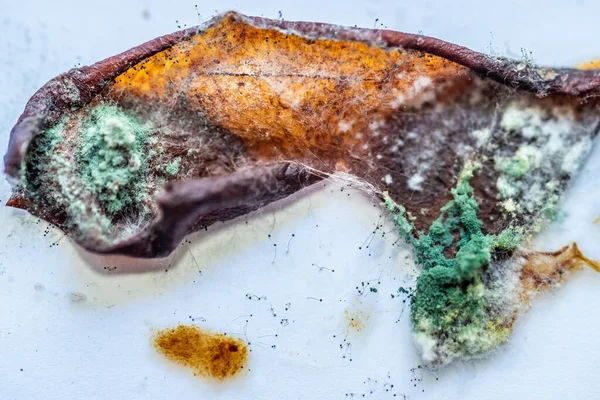 Erikli parçalar küf ve mantarla dalgalanıyordu.