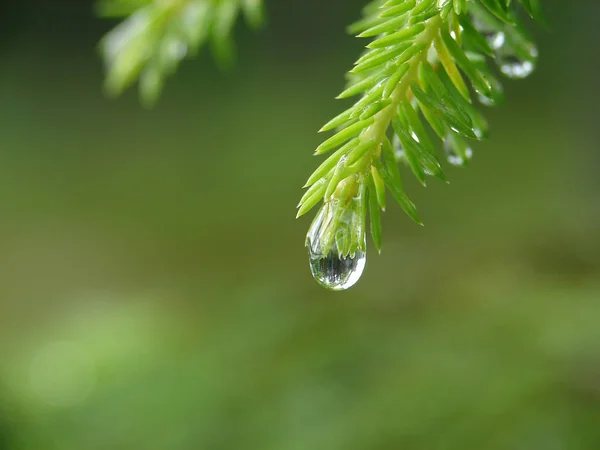 Reflejo del bosque en la gota de lluvia — Foto de Stock