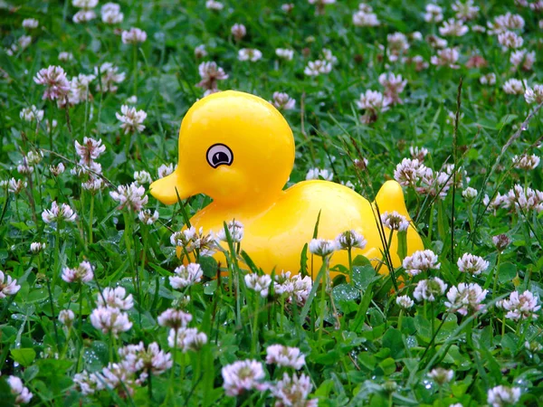 Toy duck sits on a grass in the rain — Stock Photo, Image