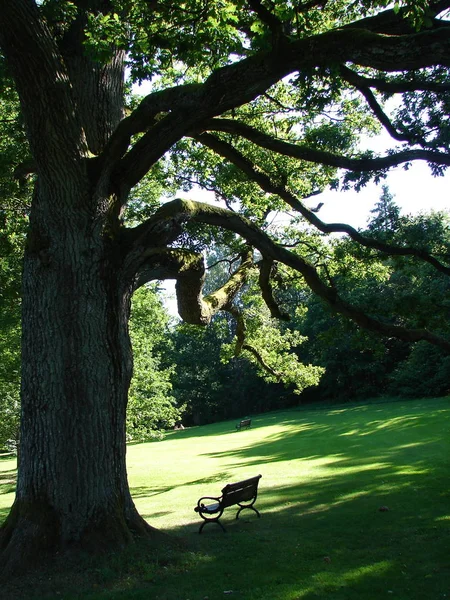 Alte Eiche und Bank im englischen Park — Stockfoto