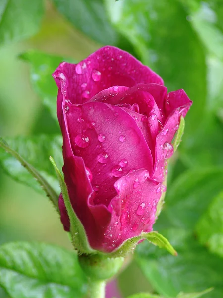 Flor rosa de escaramujo con gotas de rocío —  Fotos de Stock