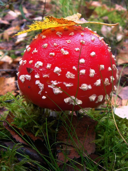 가을 숲에서 버섯 비행 거리 agaric — 스톡 사진