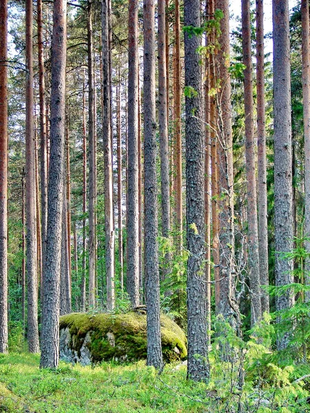 Floresta de pinheiros selvagens e pedra de musgo na Finlândia — Fotografia de Stock