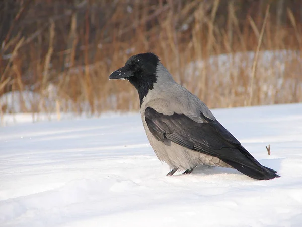 野乌鸦坐在公园的雪上 — 图库照片