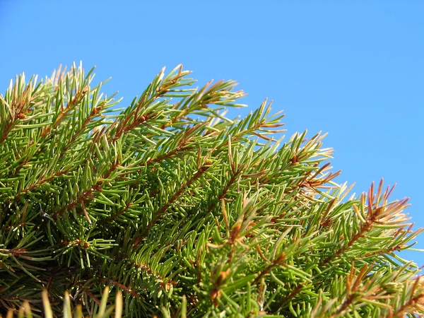 Bont-boom groene takken tegen blauwe hemelachtergrond — Stockfoto