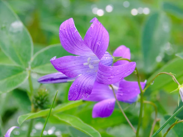 The bluebell flower with a dew drops — Stock Photo, Image