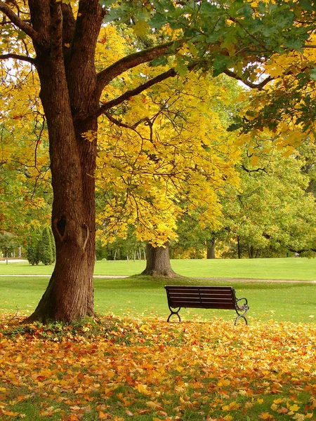 Скамейка и дуб в городском парке осенью — стоковое фото