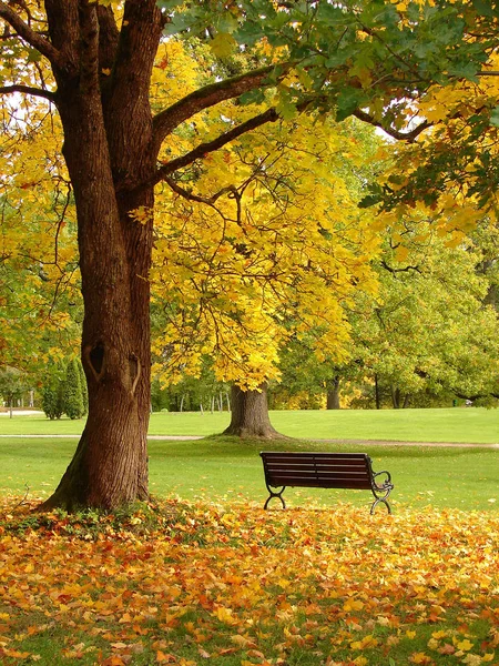 Bank en eiken in stadspark in de herfst — Stockfoto