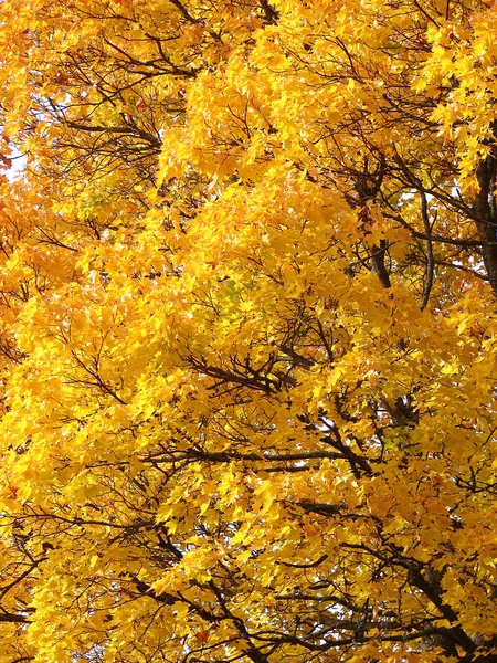 Hojas de arce amarillo en otoño fondo natural —  Fotos de Stock