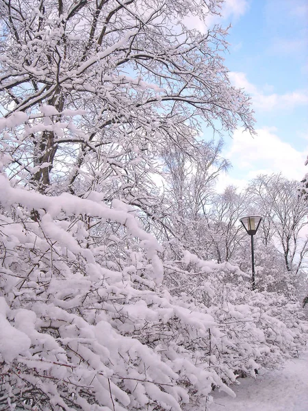 Деревья под снегом в городском парке — стоковое фото