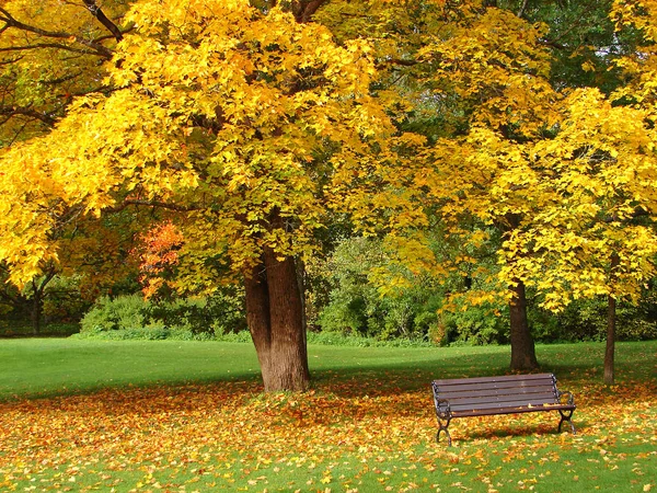 Ława i klon w parku miejskim w jesieni — Zdjęcie stockowe