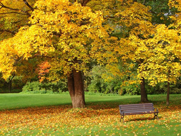 Bank und Ahorn im Stadtpark im Herbst — Stockfoto