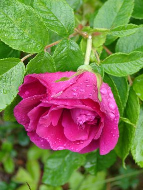 Dogrose çiy ile pembe çiçek damla